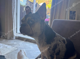 Merle French bulldog girl