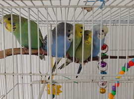 Beautiful baby budgies