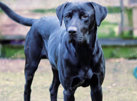 Beautiful Pedigree KC registered Labrador Dog
