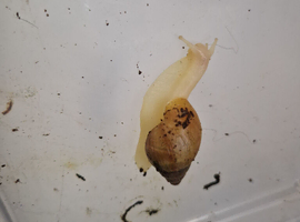 Giant African Land Snails