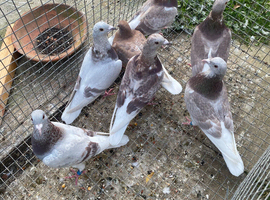 Bricoux pigeons