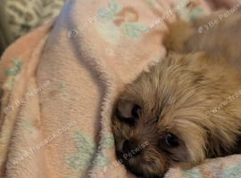 Our beautiful penny