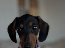 12 week old puppy!