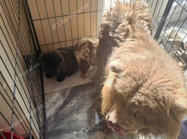 Chows for sale