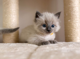 Beautiful Ragdoll kittens available ️