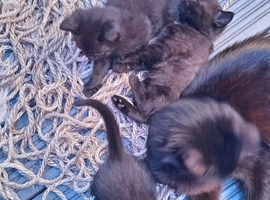 Litter of 4 black short hair kittens