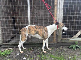 Whippet dog