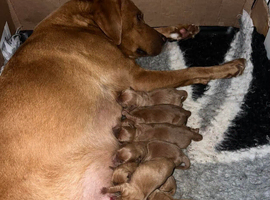 Beautiful KC Reg Dark Red Working Labrador Puppies