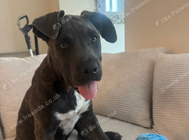 My lovely 3 month old Bella