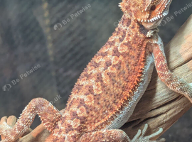 Last baby bearded dragon
