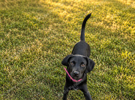 2 puppies for &pound;1000 , one for &pound;700 cockerspaniel mix