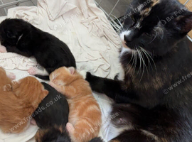 Kittens