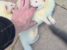 Full albino kits for sale hobs and jills ready to go!