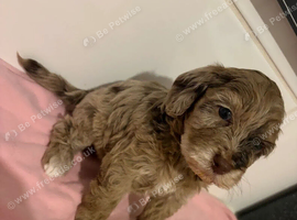 STUNNING COCKAPOO PUPPIES