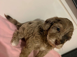 GORGEOUS COCKAPOO PUPPIES FOR SALE