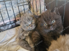 British short haired cross kittens for sale
