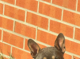 Pocket bully female