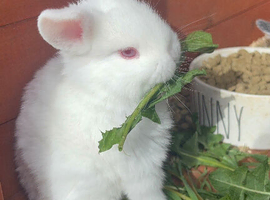 Mini lop x