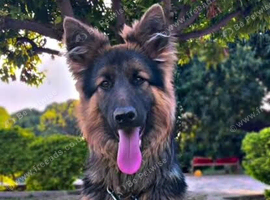 Dexter for rehoming