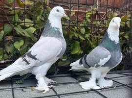 5 pairs of west of englands