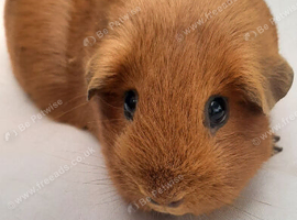 Guinea pig females
