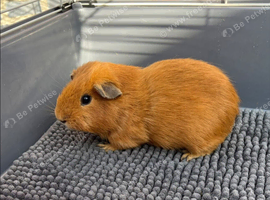 Single Young boar