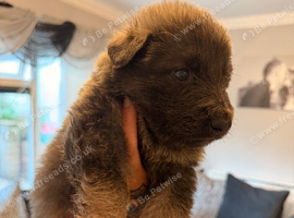 German Shepard puppies long haired