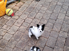 Beautiful papillon puppies
