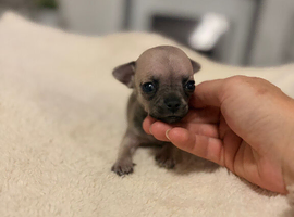 Miniature Chihuahua puppies for sale x1 girl x2 boys