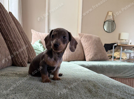 Miniature dachshund blue dapple female