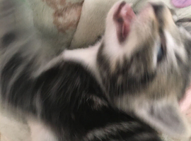 Kittens four girls tabby white gray tabby one boy