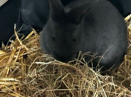 Rabbit
