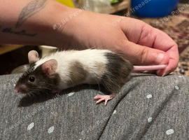 Baby Mouse Boy