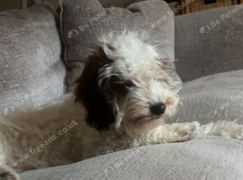 10 month old cockapoo boy