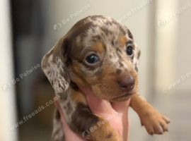 Dachshund puppies