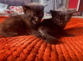 Two beautiful Bombay kitties