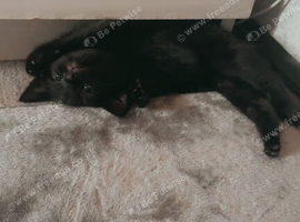 Six kittens for free