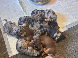 Miniture dachshunds