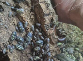 Giant Neon Yellow Isopod, (Armadillidium gestroi) x10 mixed size