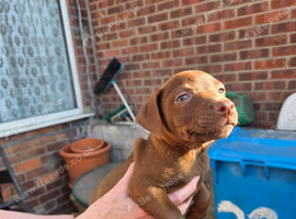 Patterdale pups 4 sale