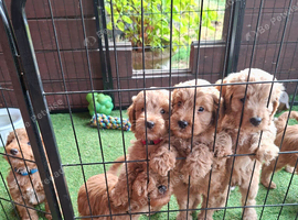 Stunning red F1 Cockapoo puppies