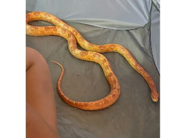 Corn snake with full set up