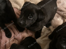 Labrador puppies
