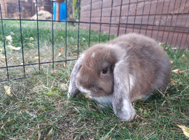Gorgeous Mini lops