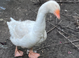 Male Embden goose