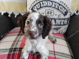 Female 6.5 month cocker white /black markings