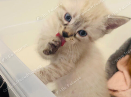 Beautiful kittens