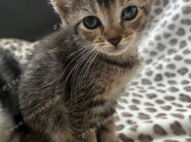 Mixed Litter Kittens