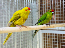 Kakaraki parrot