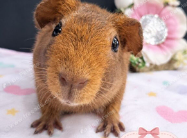 Purebred Skinny Pigs